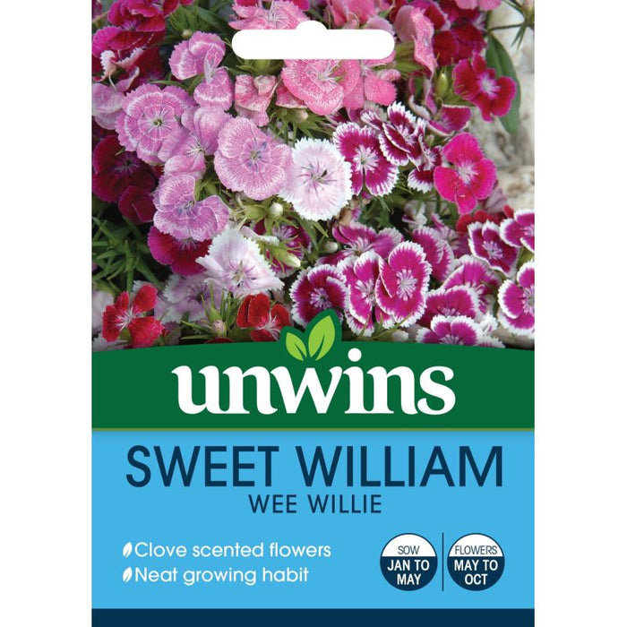 Sweet William Wee Willie