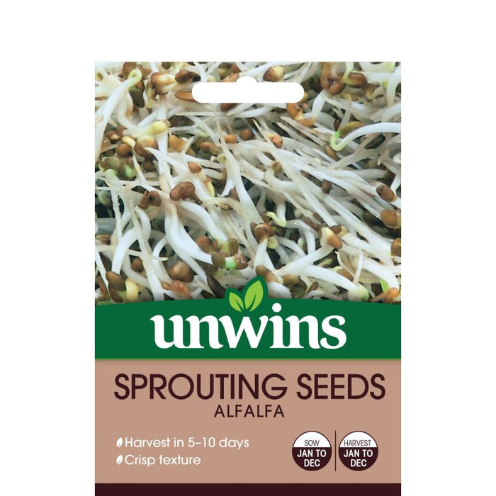 Sprouting Seeds Alfalfa