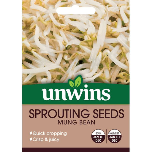 Sprouting Seeds Mung Bean