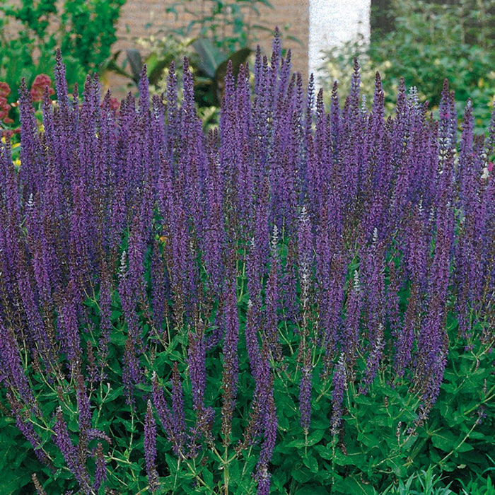 Salvia nemorosa 'East Friesland'