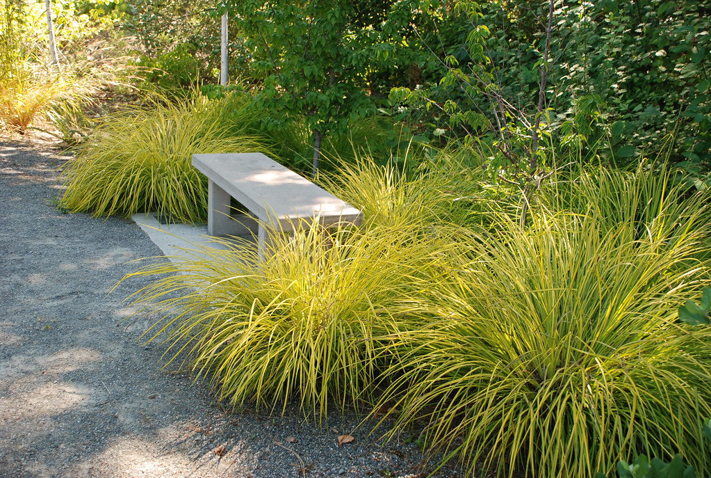 Carex elata 'Aurea' | Bowles' Golden Sedge P9