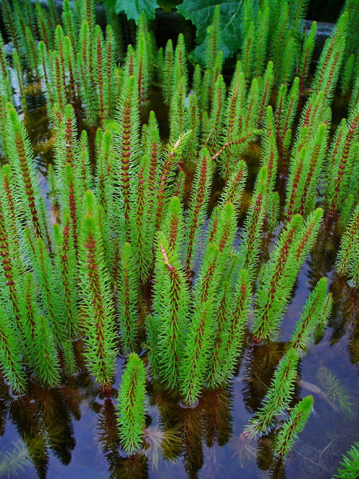 Hippuris vulgaris | Mare's Tail P9