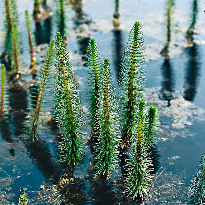 Hippuris vulgaris | Mare's Tail P9