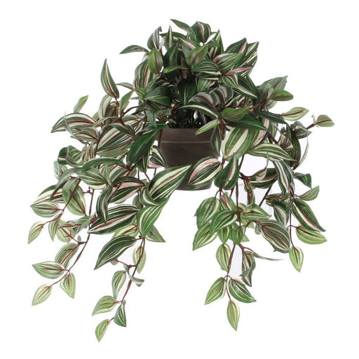 Tradescantia With Long Hanging Branches 45 x 25cm