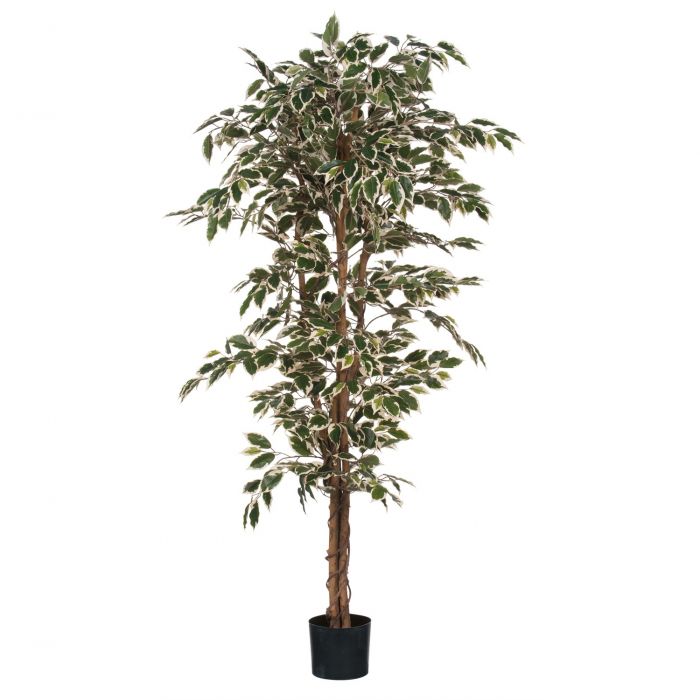 Ficus Green Plant 180 x 90cm