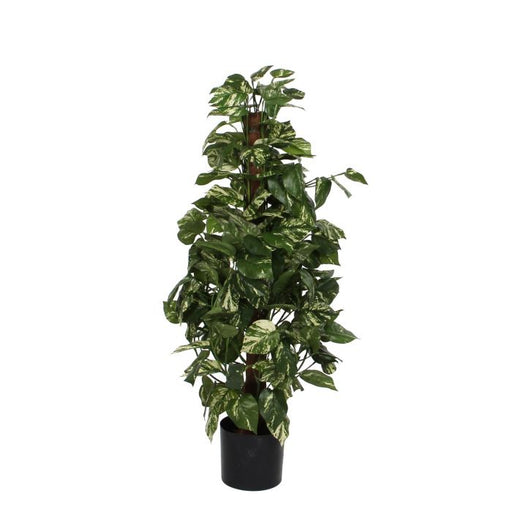 Scindapsus Plant Wooden Stem 10 x 45cm