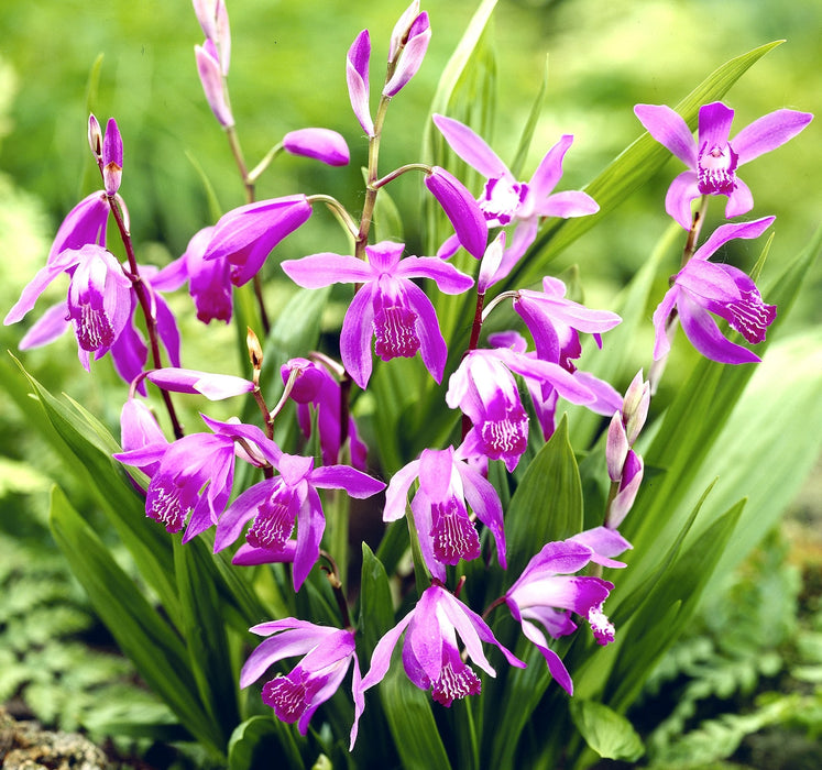 Bletilla striata | Garden Orchid P9