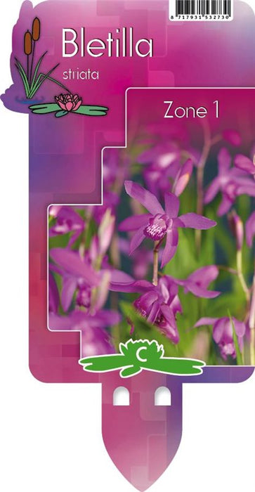 Bletilla striata | Garden Orchid P9