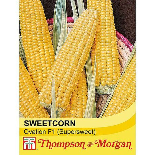 Sweetcorn Ovation Hybrid