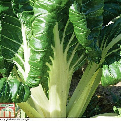 Swiss Chard Fordhook Giant