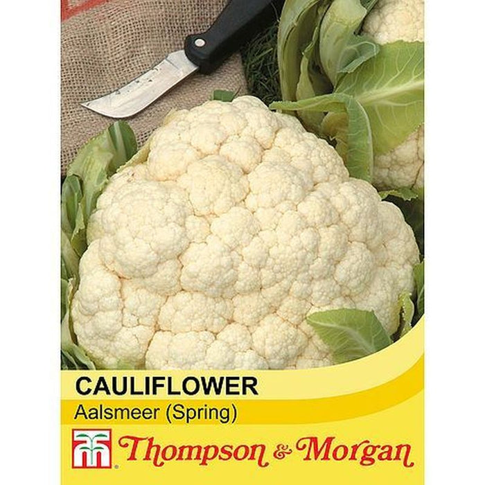 Cauliflower Winter Aalsmeer