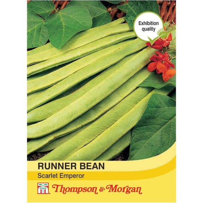 Runner Bean Scarlet Emperor