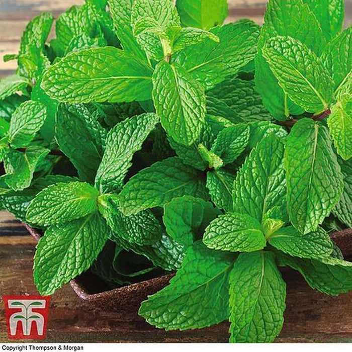 Herb Mint Peppermint