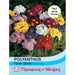 Polyanthus Pacific Giants Mix