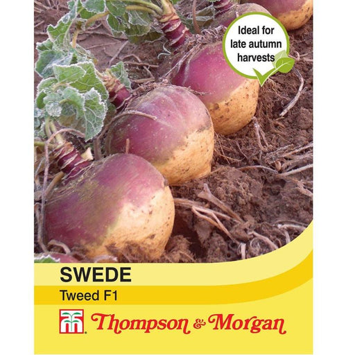 Swede Tweed