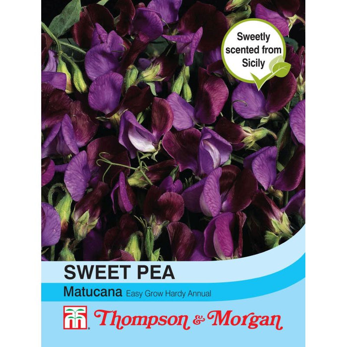 Sweet Pea Matucana