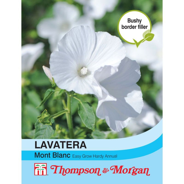 Lavatera Mont Blanc