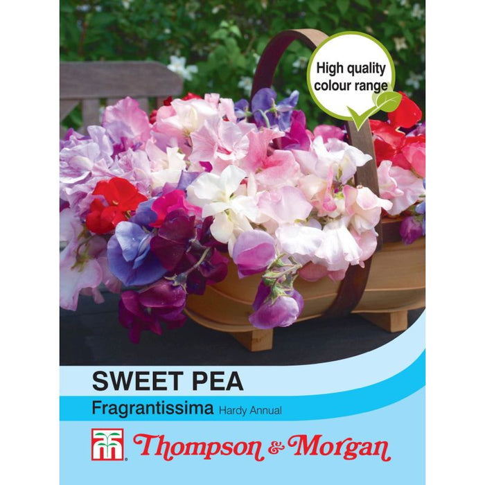 Sweet Pea Fragrantissima