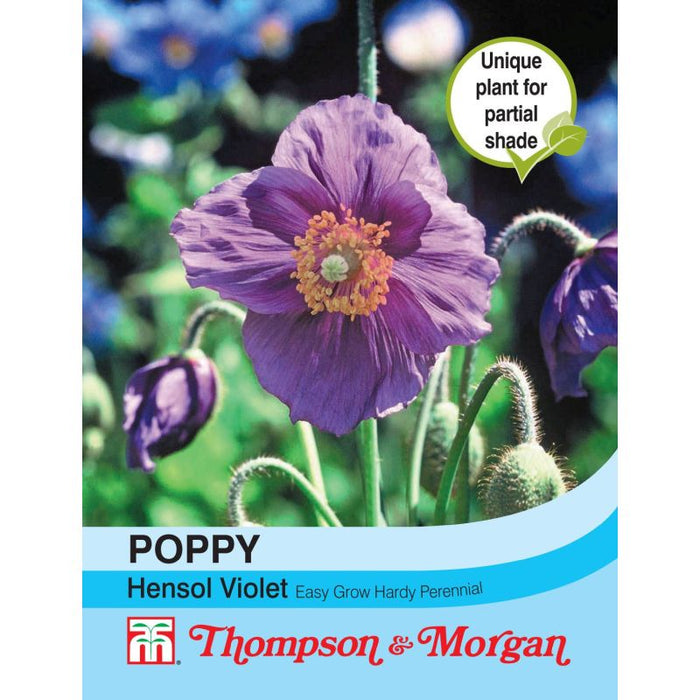 Poppy Hensol Violet