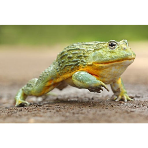 African Bullfrog