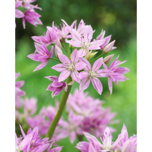 Allium 'Eros'