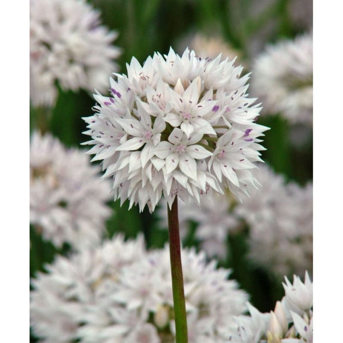 Allium 'Graceful Beauty' 18 Pack