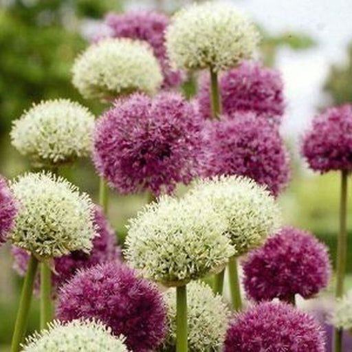 Allium Kings and Queens