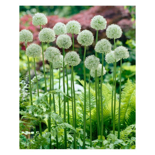 Allium 'Mount Everest'