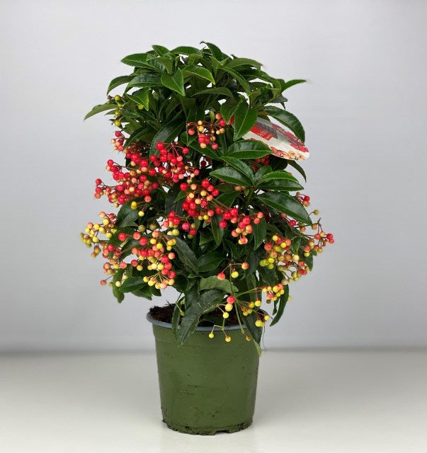 Ardisia crenata red