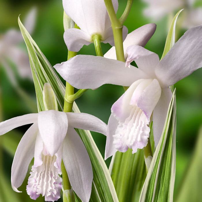 Bletilla striata 'Alba' | Chinese Ground Orchid P9