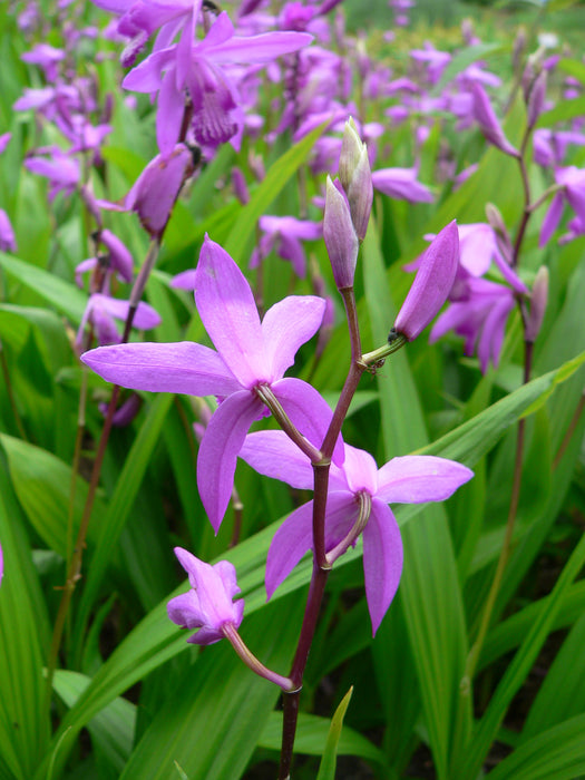 Bletilla striata | Garden Orchid P9