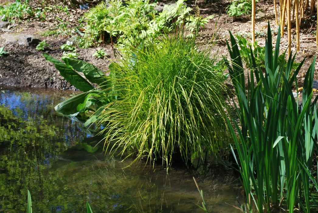 Carex elata 'Aurea' | Bowles' Golden Sedge P9