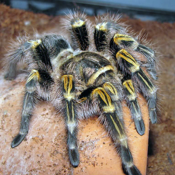 Chaco Golden Knee Grammostola Pulchripes Newlands Garden