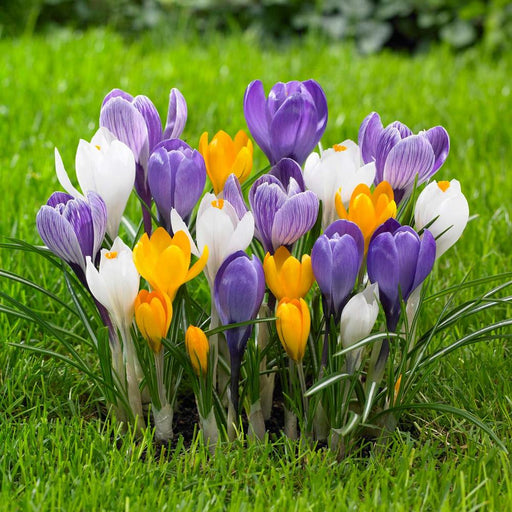 Crocus Large Flower Mix