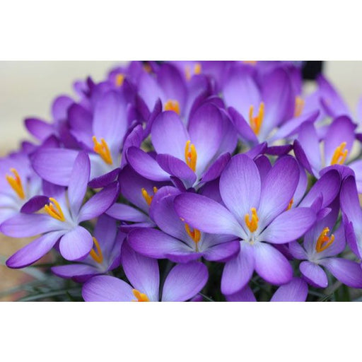 Crocus Purple