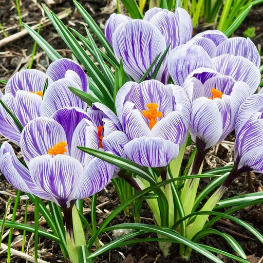 Crocus Striped