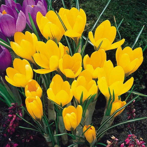 Crocus Yellow