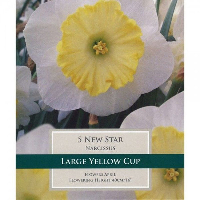 Daffodil - Narcissus 'New Star' Pack of 5