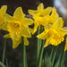 Daffodil - Narcissus 'Tamara' - 2kg