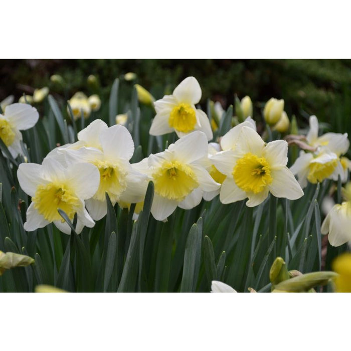 Daffodil - Narcissus 'Ice Follies' - 2kg