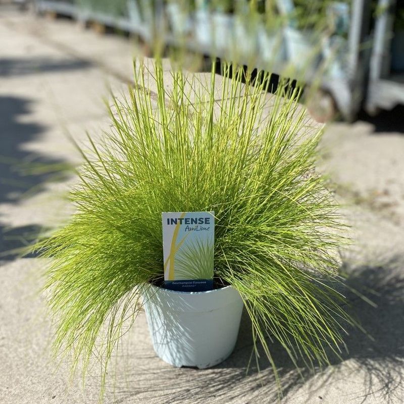 Deschampsia flexuosa 'AmiLime' (2 Litre) — Newlands Garden Centre