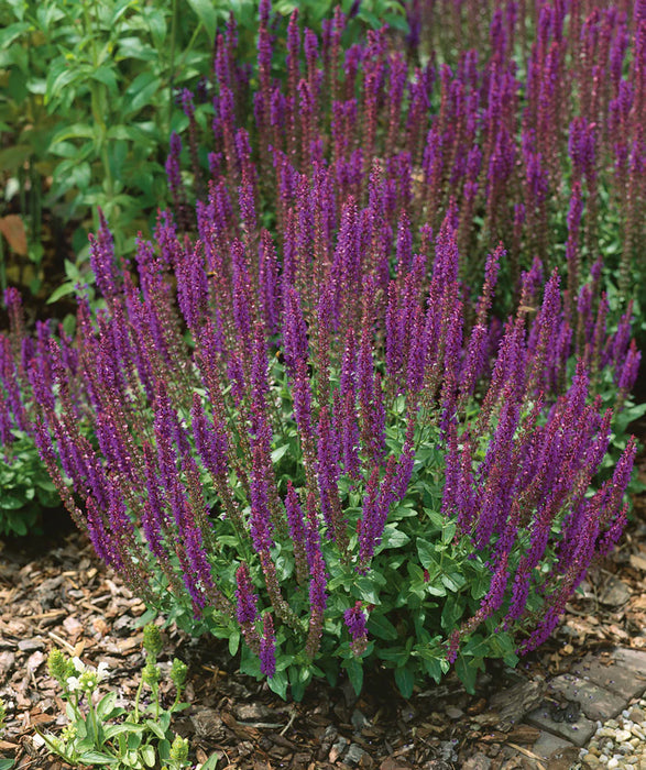 Salvia nemorosa 'East Friesland'