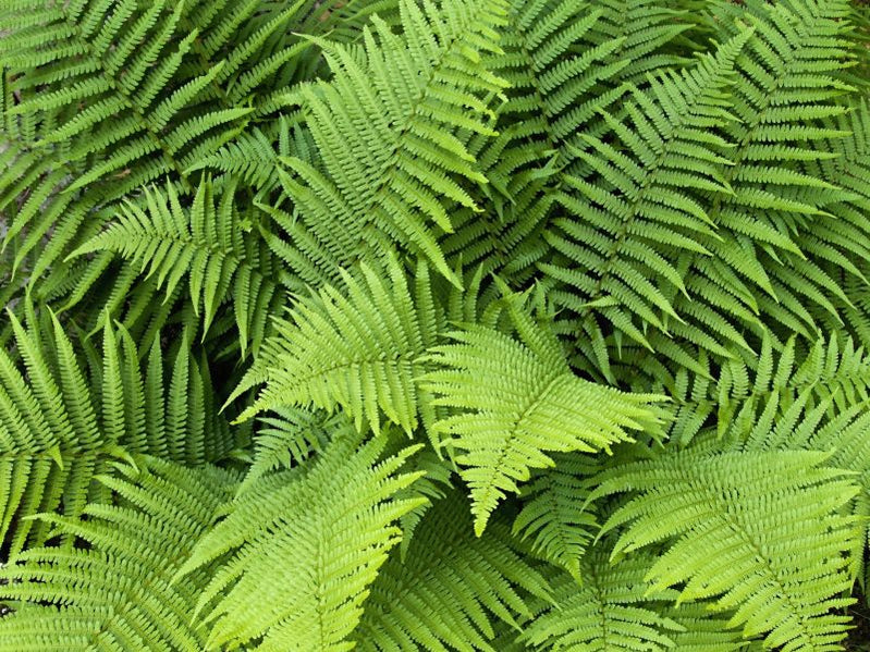 Buy Tree Ferns Online Ireland | Dicksonia antartica For Sale | Huge ...