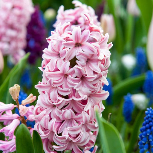 Hyacinth Fondant