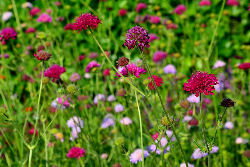 Knautia macedonica 'Red Knight' (2 Litre)