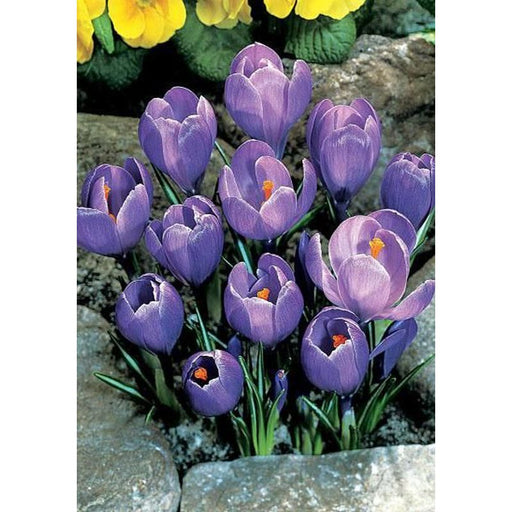 Crocus Blue