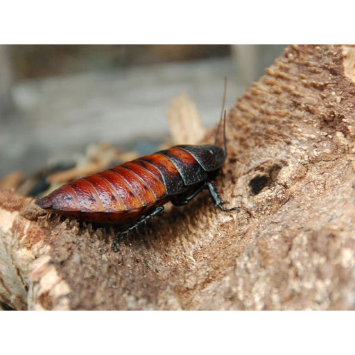 Madagascar Hissing Cockroach