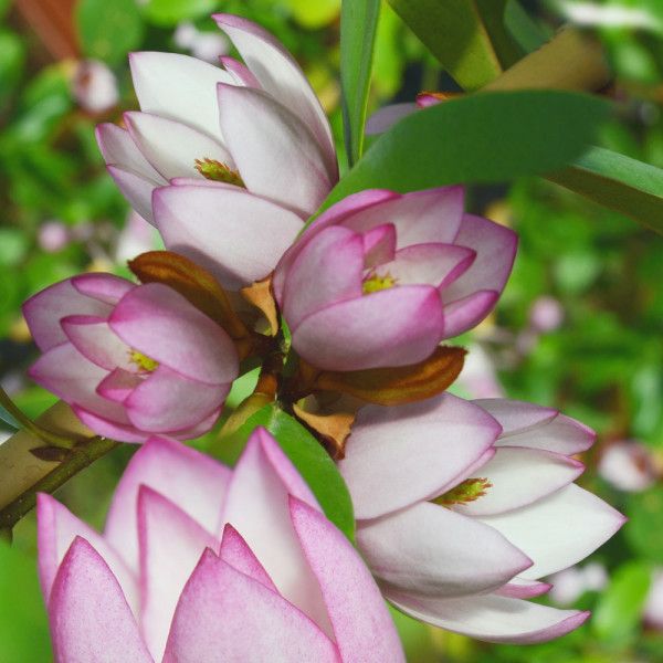 Magnolia 'Fairy Blush'