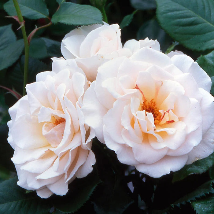 fragrant floribunda roses