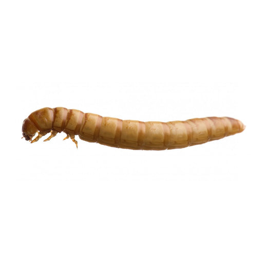 Live Wax Moth Larvae WaxWorms 15g (approx 50)